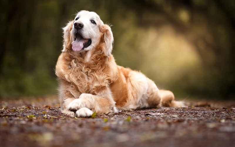 Golden retriever lying at rest on a shaded woodland path in summer