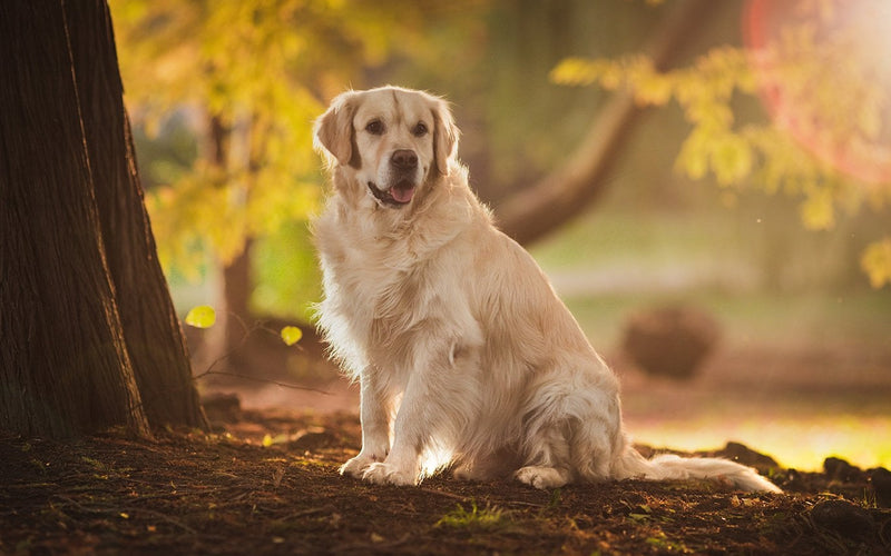 Golden retriever sitting beneath a tree in golden autumn light