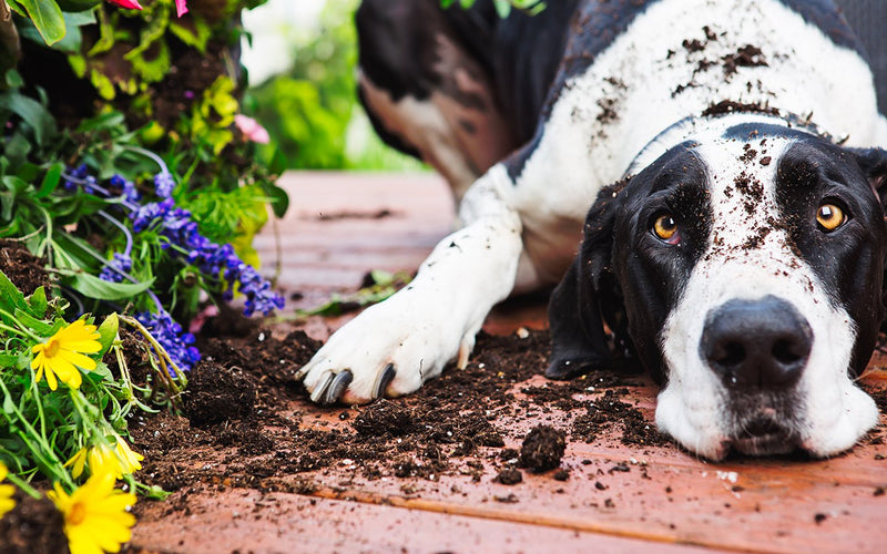 Great dane with a muddy muzzle lying beside garden flowerpots