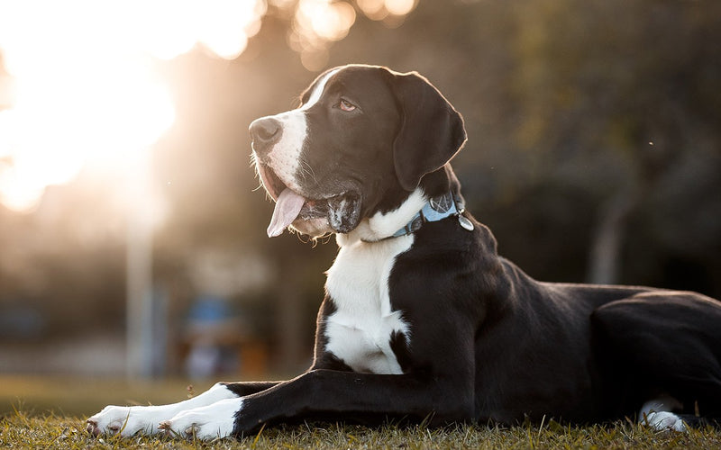 Black and white great dane lying on grass in golden evening light