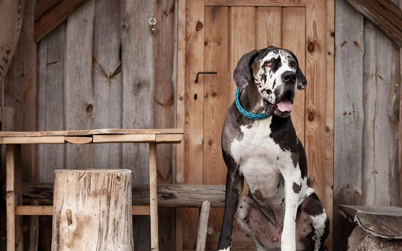 Harlequin great dane standing in the doorway of a wooden barn