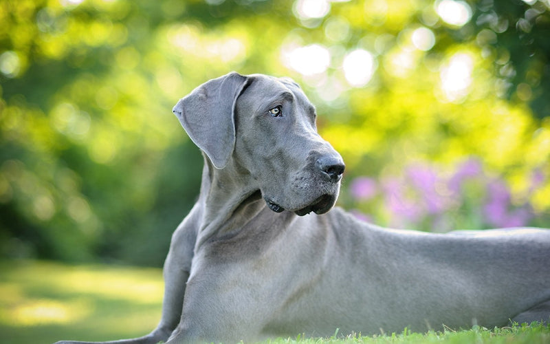 Blue great dane lying stretched out on a lawn in a summer garden