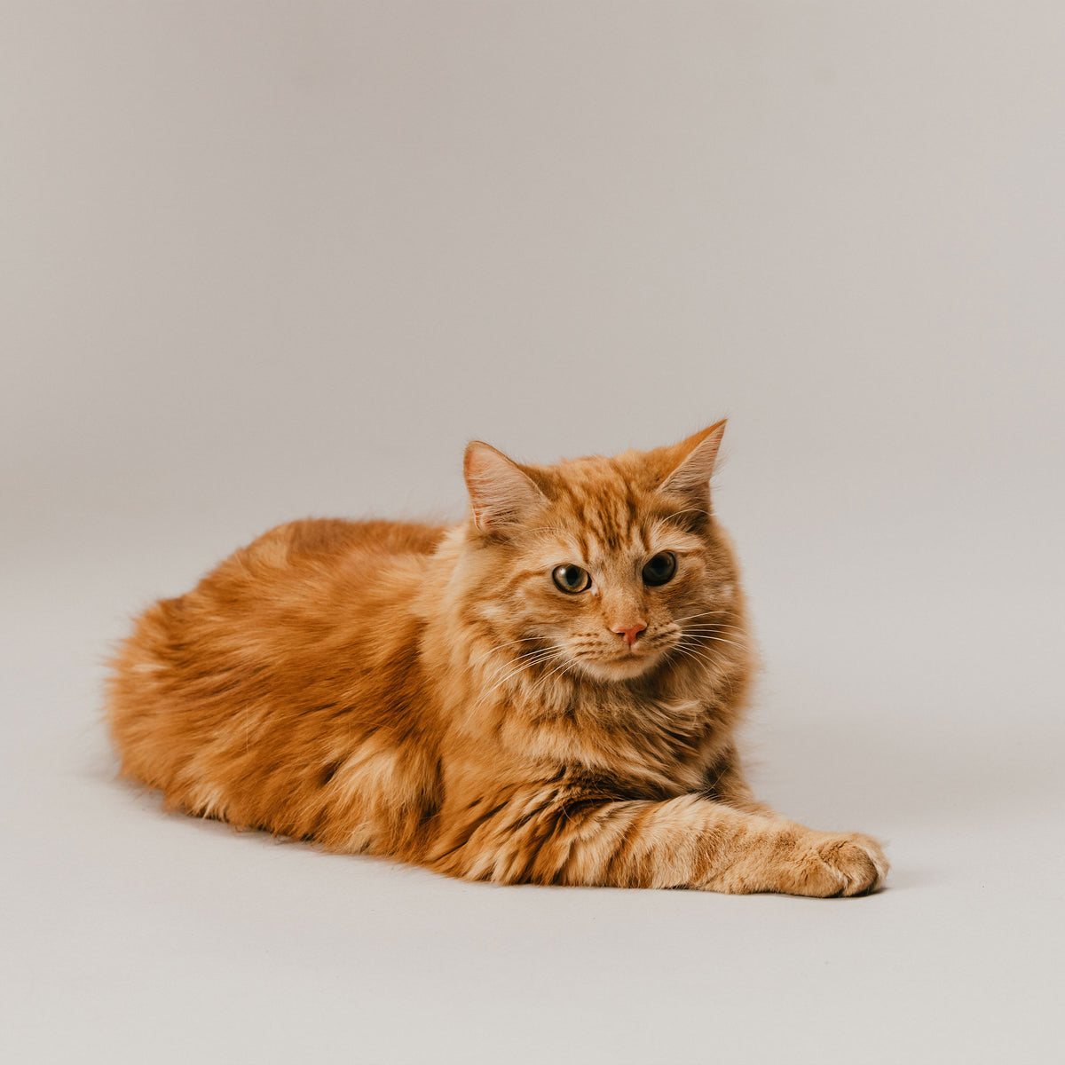 Ginger cat lying down and looking at the camera, linking to the Husse cat food range