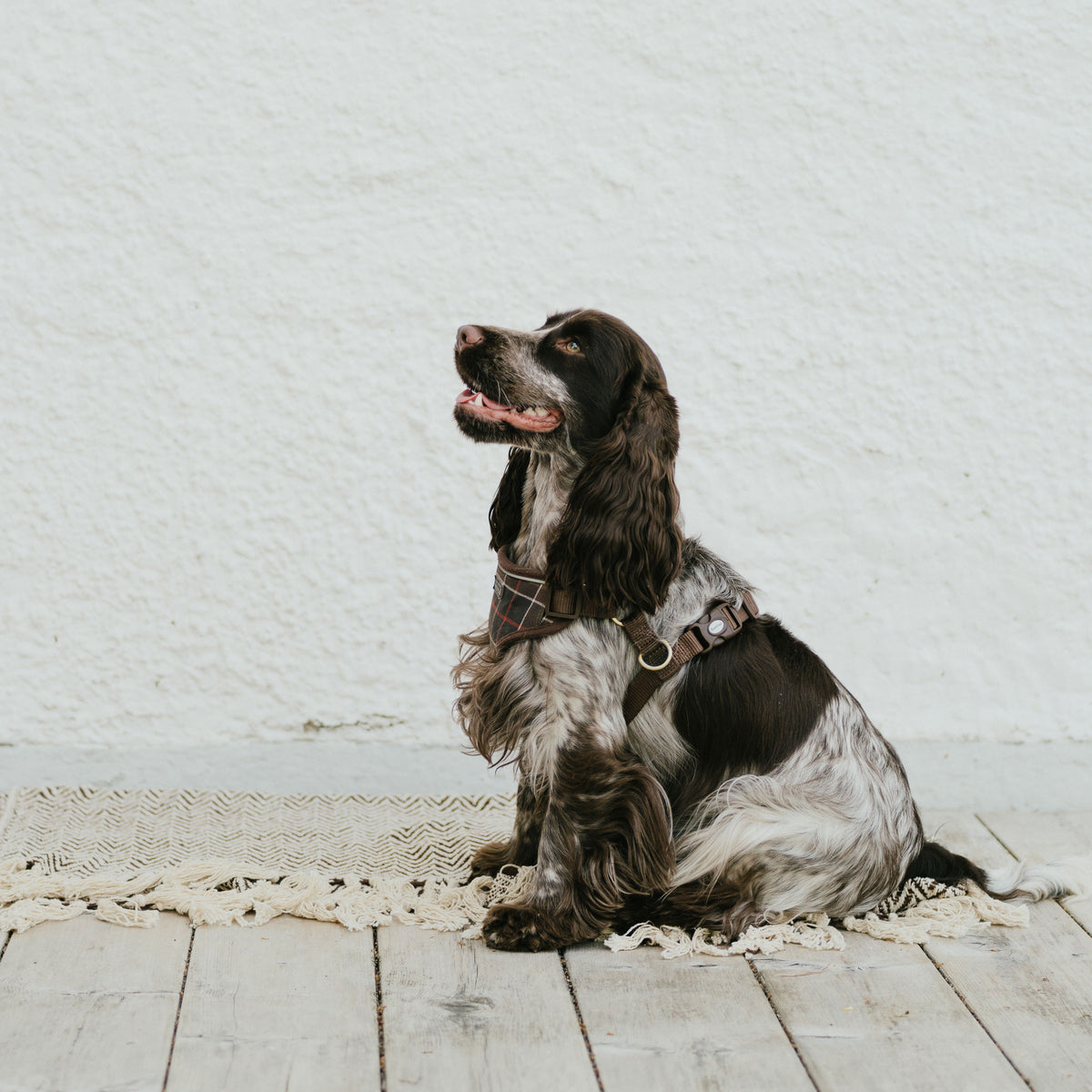 Cocker spaniel sitting on a sunny beach, linking to the Husse dry dog food range