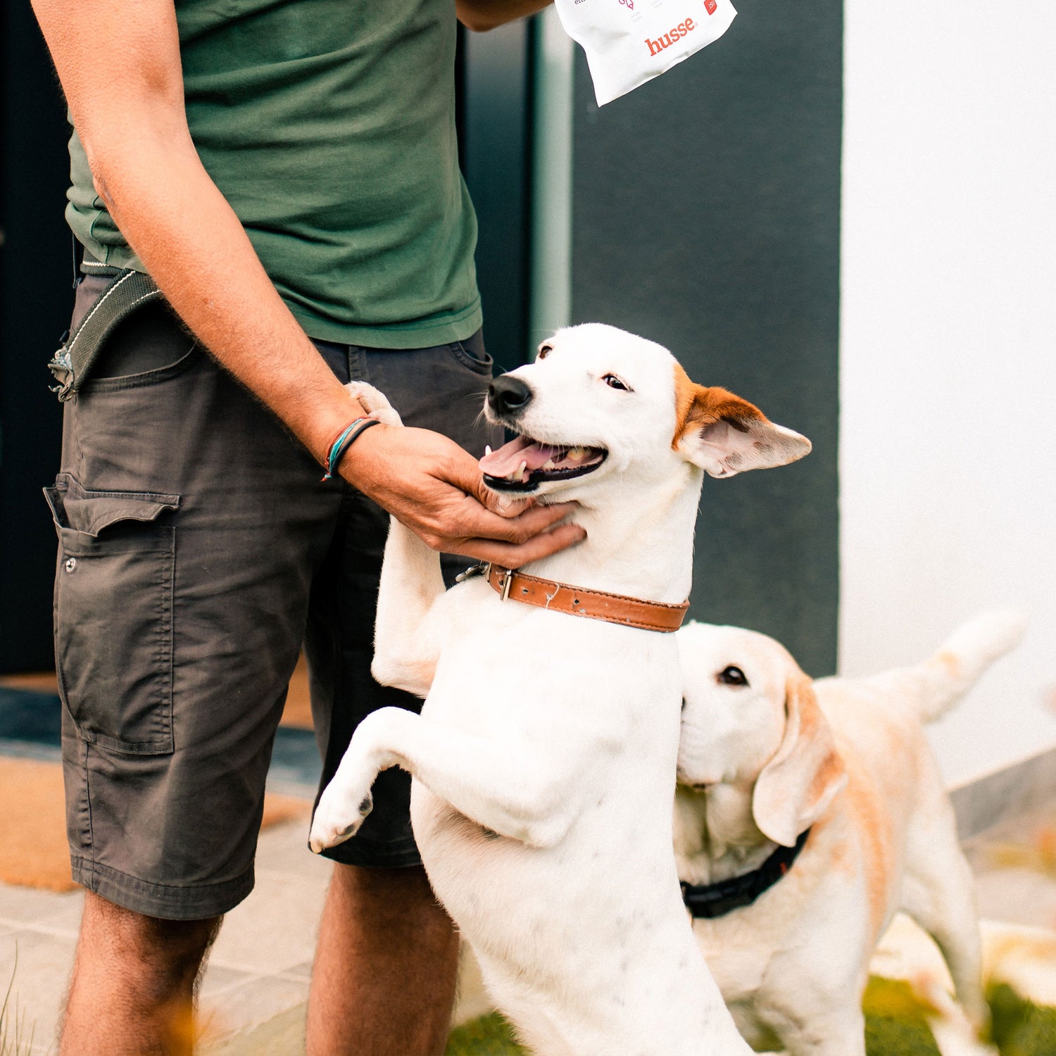 Husse advisor in a green polo shirt greeting a white dog outdoors