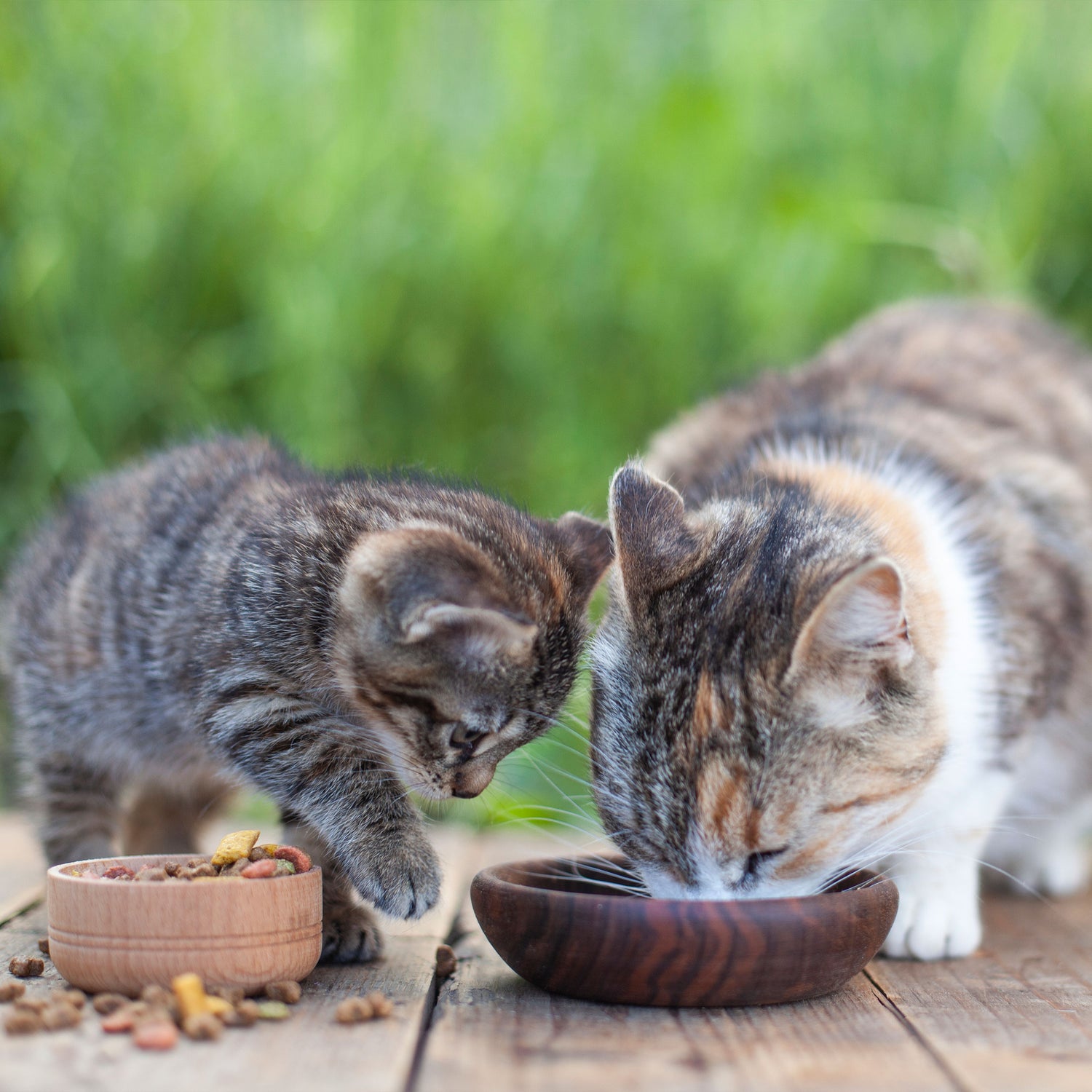 Two cats eating side by side from bowls on the grass