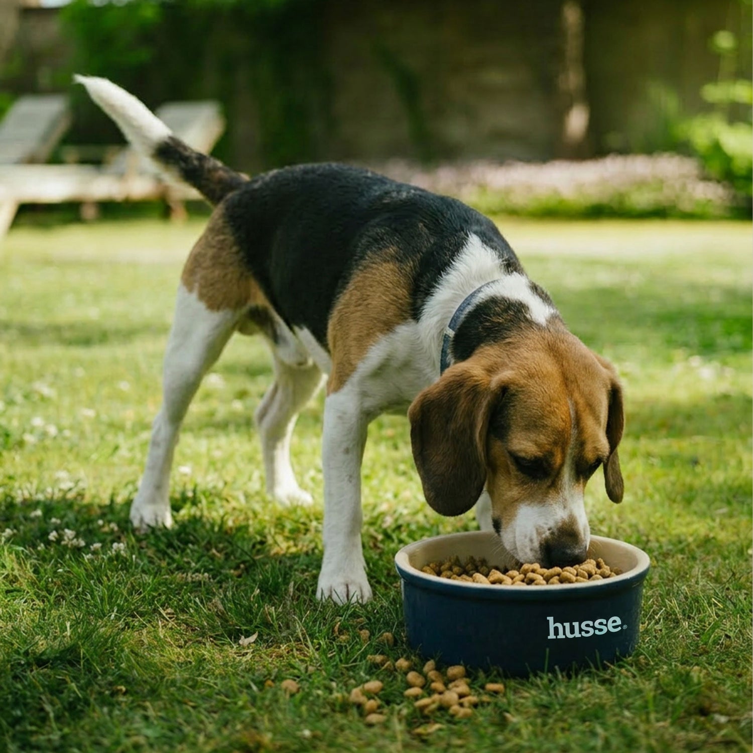 Beagle eating from a blue Husse bowl on a garden lawn