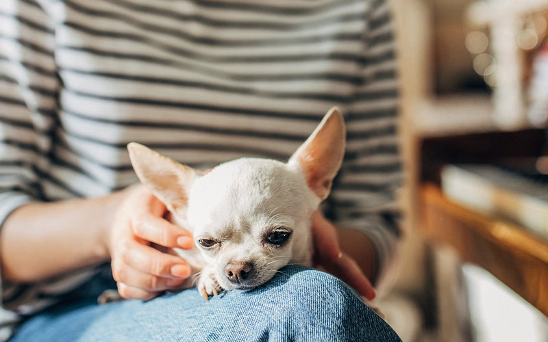 Cream chihuahua puppy resting quietly on a woman's lap indoors