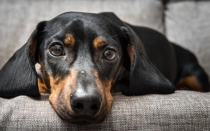 Black and tan dachshund lying comfortably along a grey sofa cushion