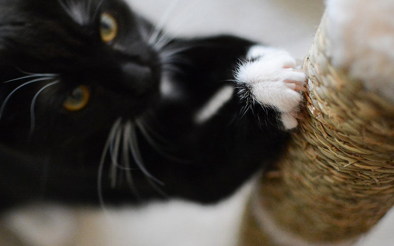 Black and white cat grooming another cat's outstretched paw, close-up