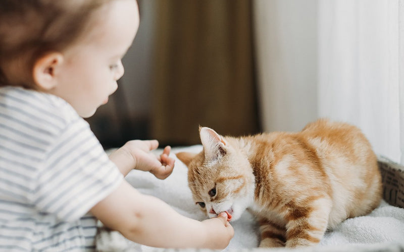 Toddler in a striped top reaching towards a ginger kitten in a pet bed