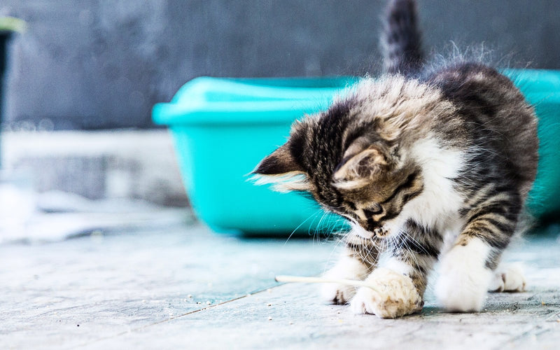 Tabby kitten playing on the floor beside a turquoise litter tray