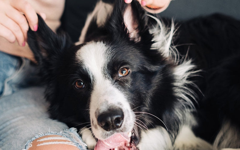 Border collie having its head and ears checked over by its owner