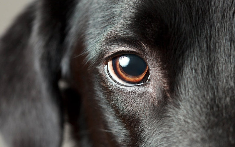 Extreme close-up of a black dog's eye and the fur surrounding it