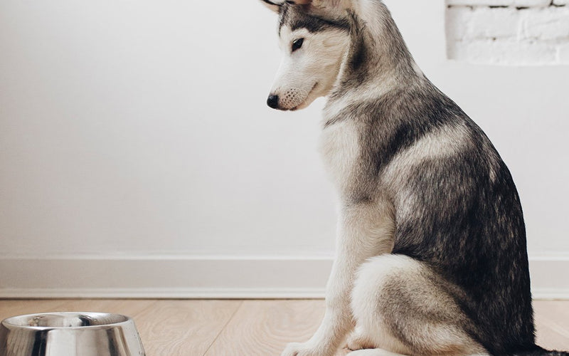 Siberian husky puppy sitting indoors beside an empty metal bowl