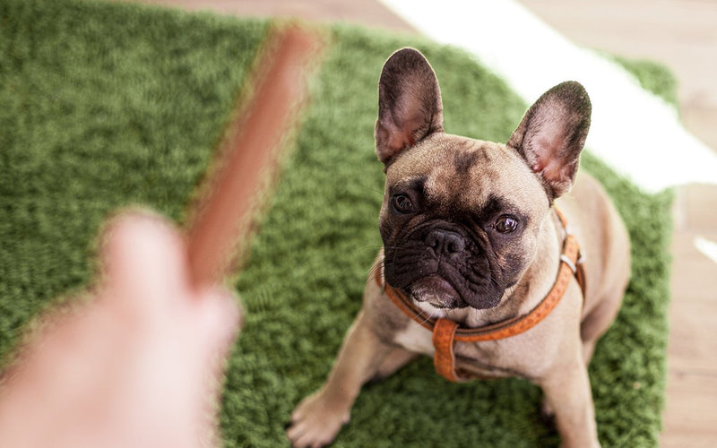 French bulldog lying on artificial grass as a hand points nearby