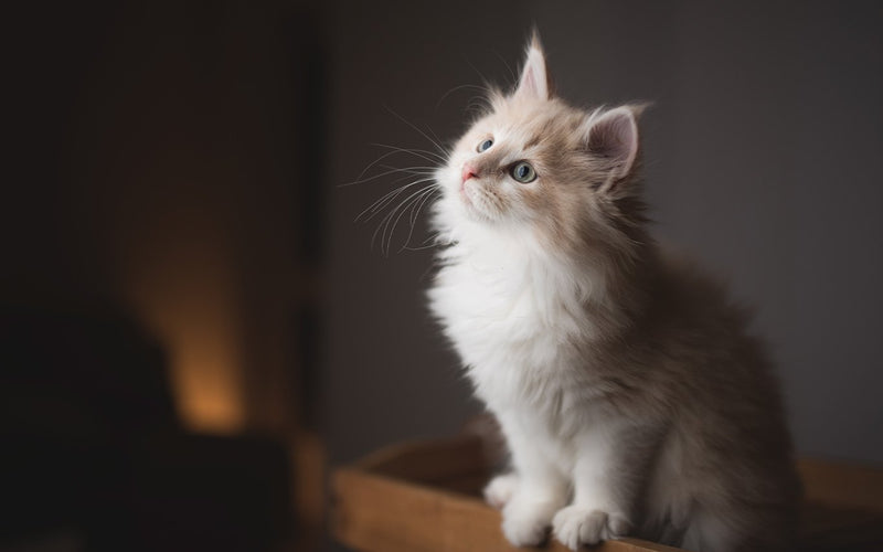 Fluffy grey maine coon kitten sitting alone in a dimly lit room