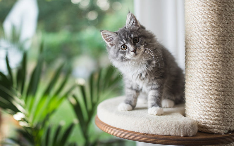 Grey maine coon kitten perched on a scratching post beside a houseplant