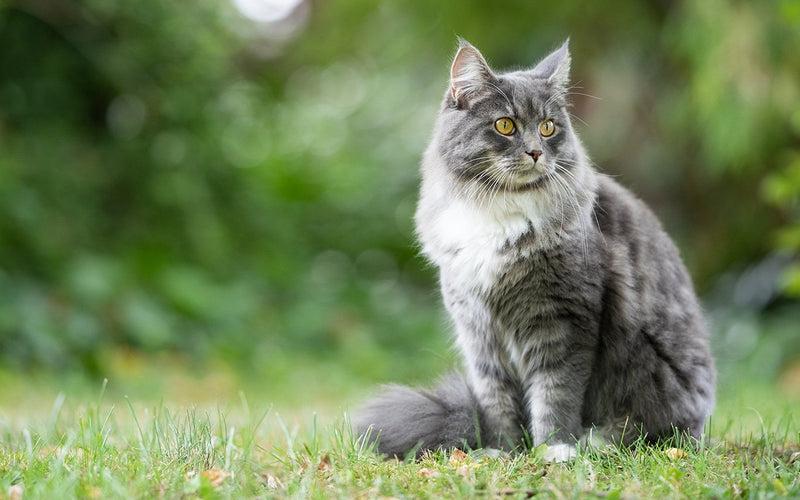 Grey tabby maine coon sitting upright on a summer garden lawn