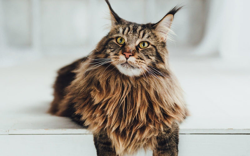 Brown tabby maine coon lying indoors in a full-face portrait