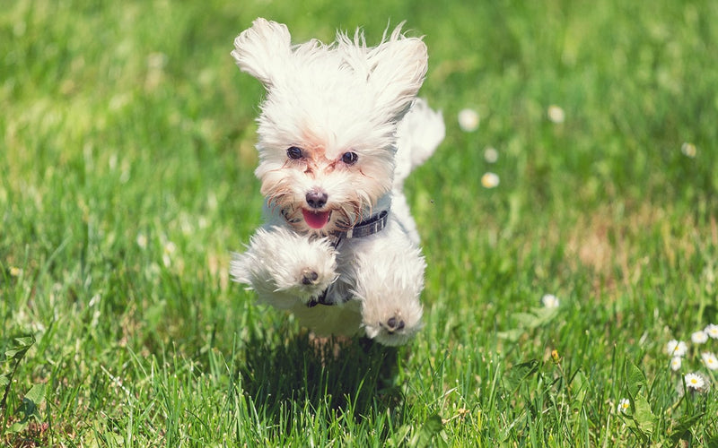 Maltese running across a summer lawn scattered with white daisies