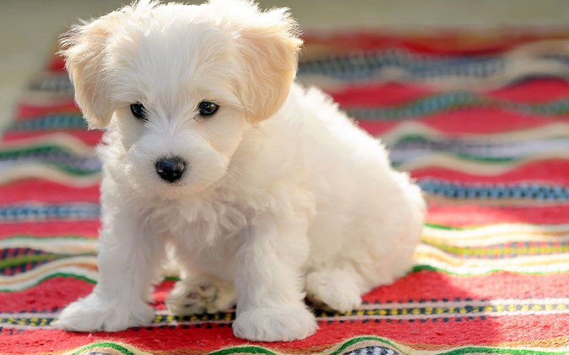 Maltese puppy sitting on a brightly coloured striped blanket