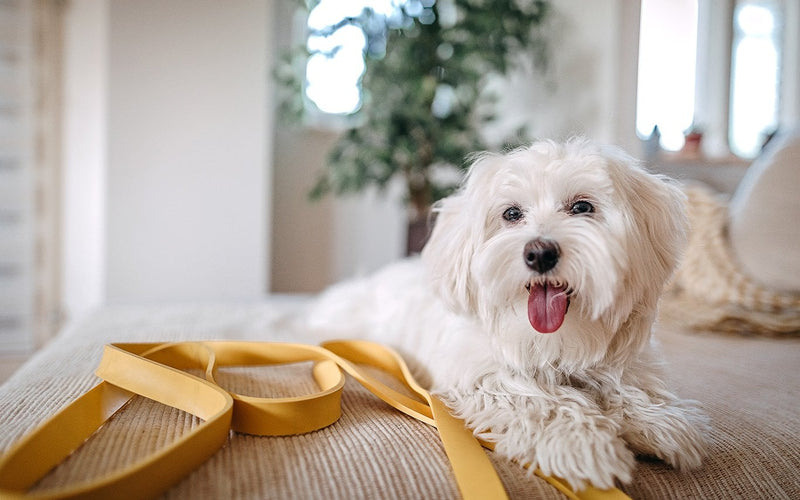 Maltese wearing a yellow ribbon resting on a cushion indoors