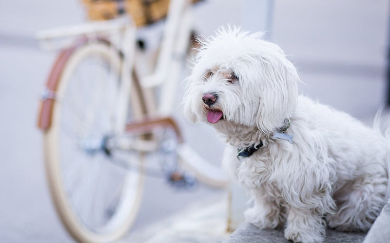 Maltese sitting beside a white bicycle on a sunny city street