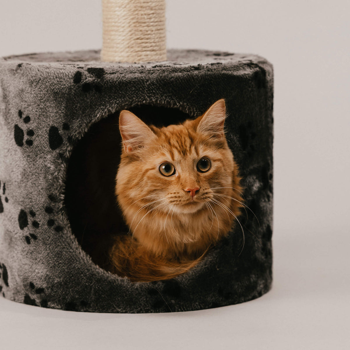 Ginger cat resting inside a Husse cat cave bed