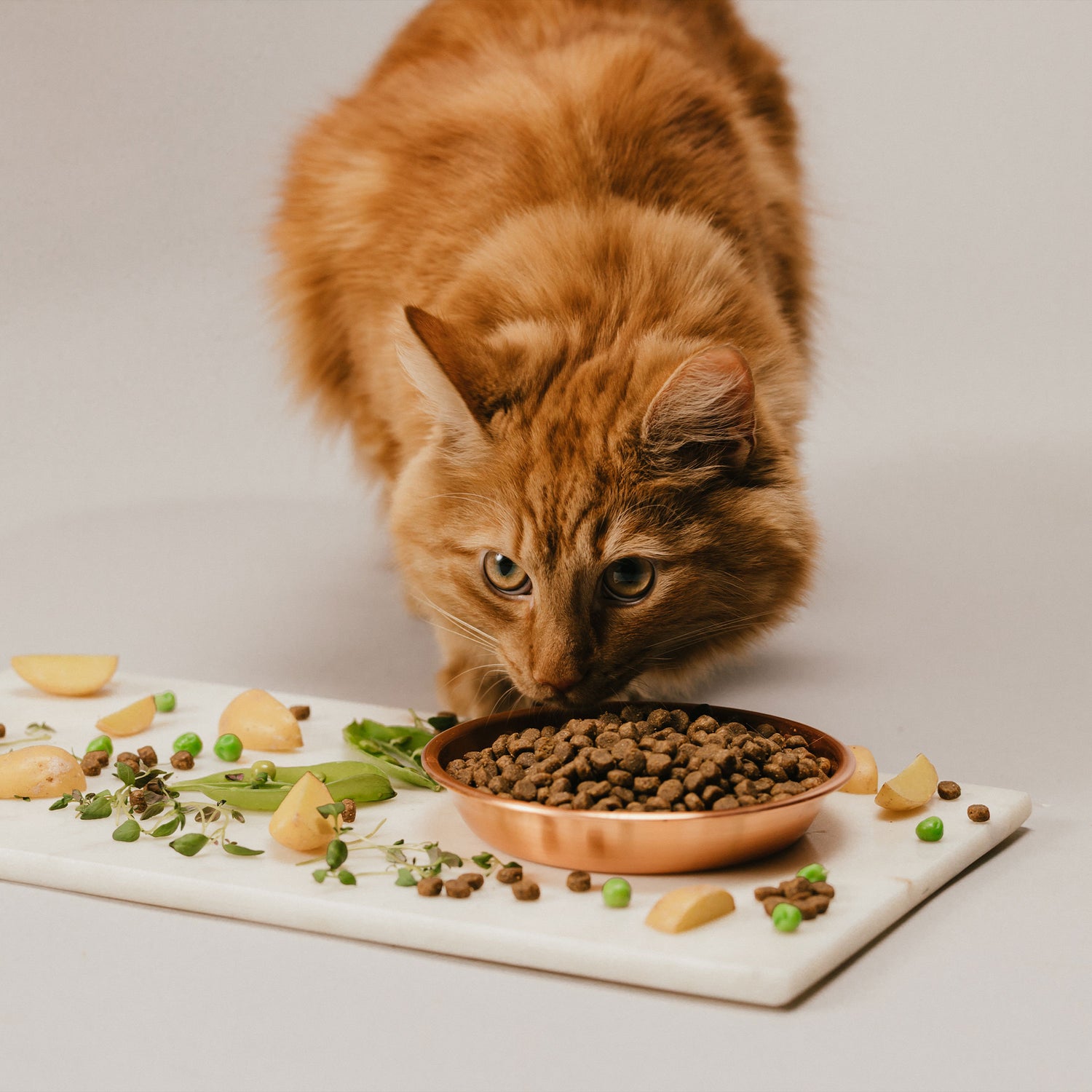 Ginger cat eating Husse dry food from a feeding mat