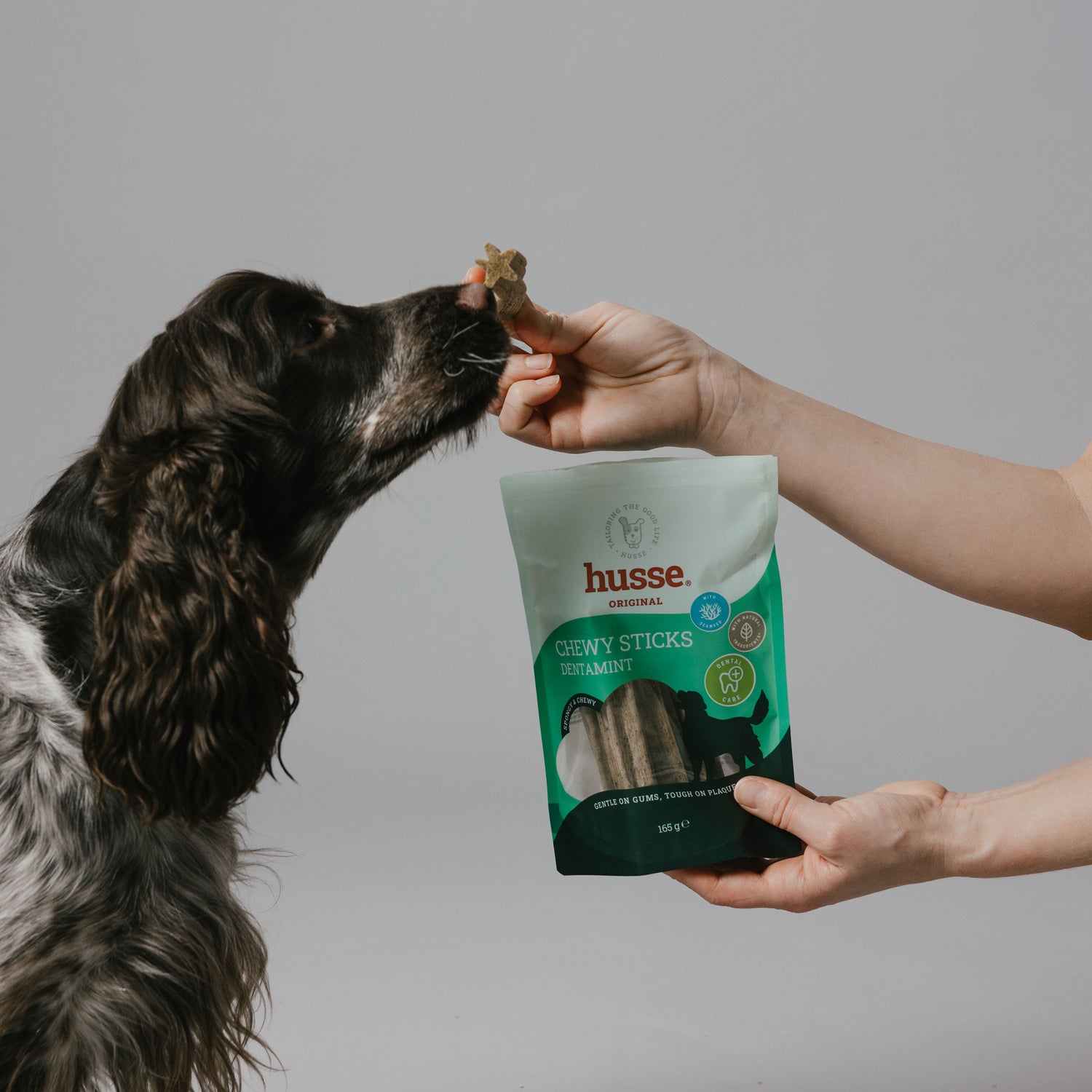 Wire-haired dog reaching up to take a Husse treat from its owner's hand