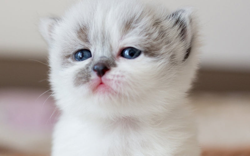 Fluffy silver persian kitten with wide blue eyes, close-up portrait