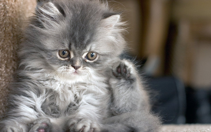 Grey persian kitten sitting upright with a thick fluffy winter coat