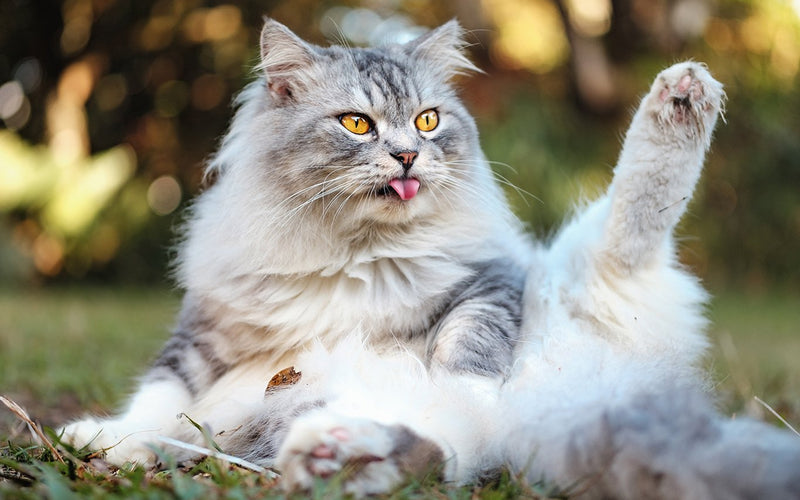 Silver persian cat lying on the grass with one front paw raised