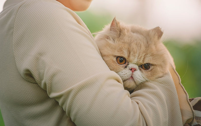 Cream persian cat held comfortably over its owner's shoulder