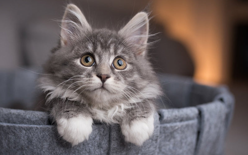Grey long-haired cat sitting in a felt basket beside a fireplace