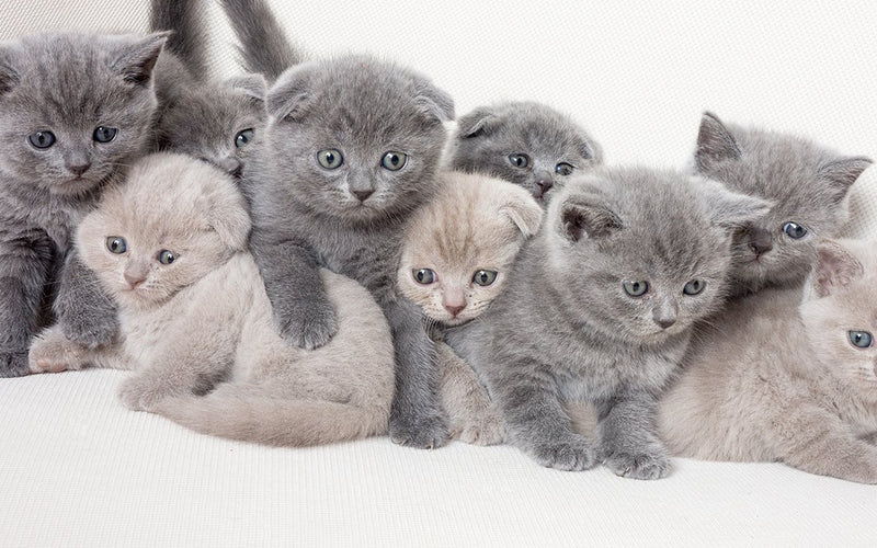 Group of grey british shorthair kittens huddled together on white