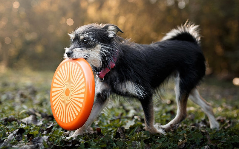 Small black and tan dog carrying an orange frisbee across a garden