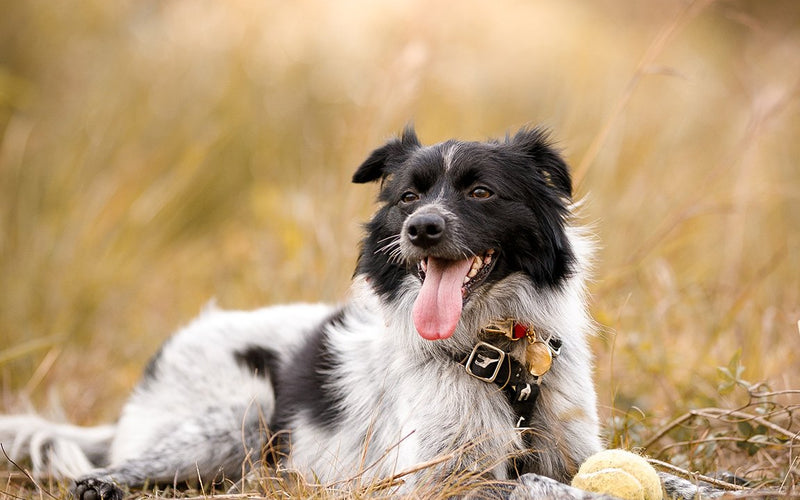 Border collie puppy lying in dry grass guarding a tennis ball