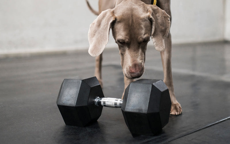 Weimaraner standing over a heavy metal dumbbell on a gym floor