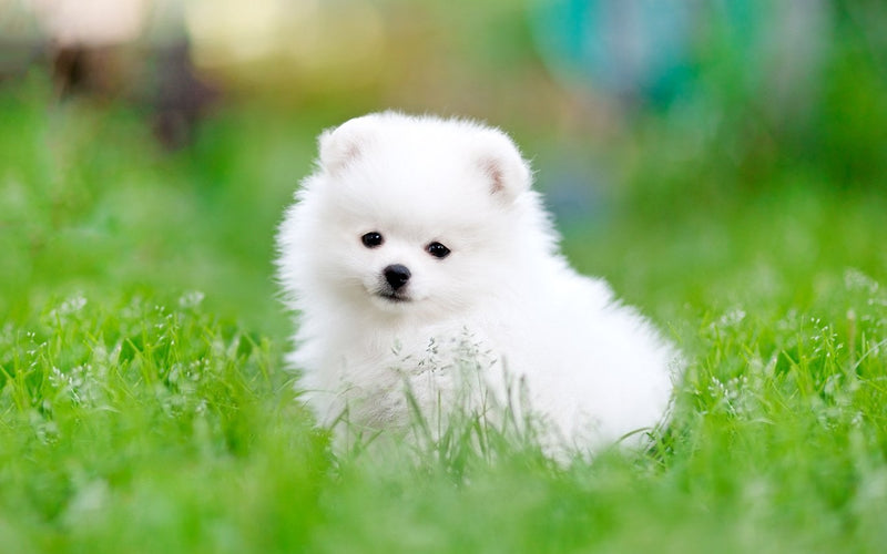 Fluffy white pomeranian puppy sitting on a sunlit summer lawn