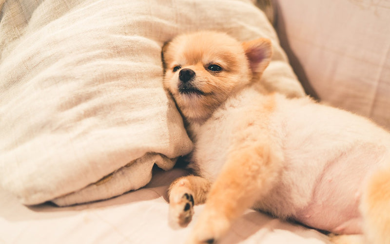 Cream pomeranian lying curled up asleep on a soft beige blanket