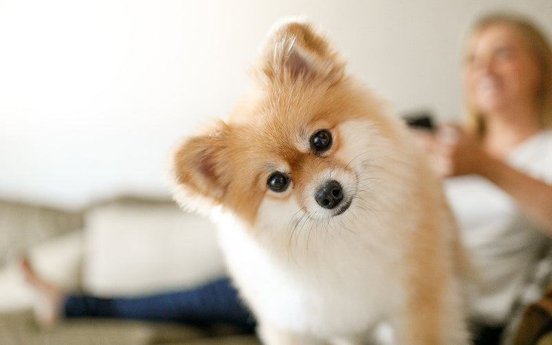 Orange pomeranian raising one front paw in a bright living room