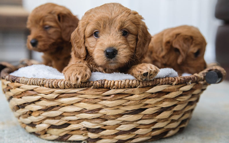 Three apricot poodle puppies sitting together in a wicker basket