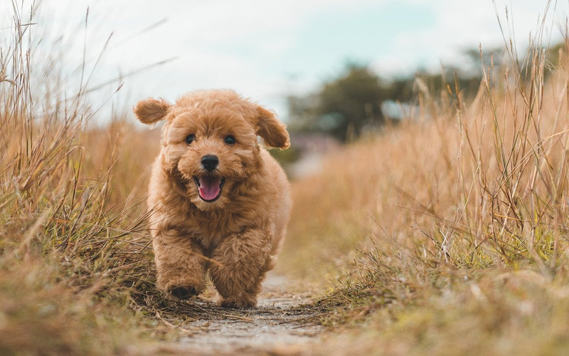 Apricot poodle puppy running along a path through dry golden grass