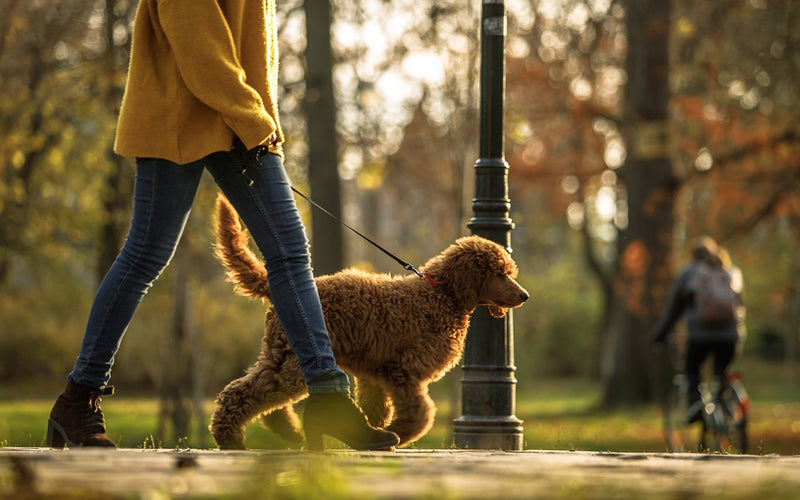 Owner in a yellow coat walking an apricot poodle through autumn woods