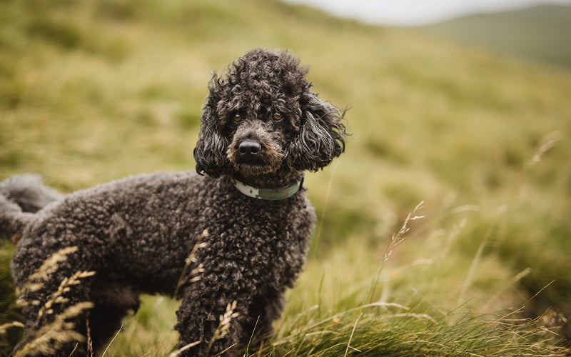 Brown poodle standing on an open grassy hillside in the wind