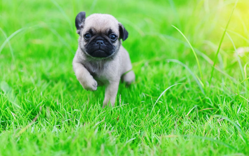 Pug puppy sitting on bright green grass looking at the camera