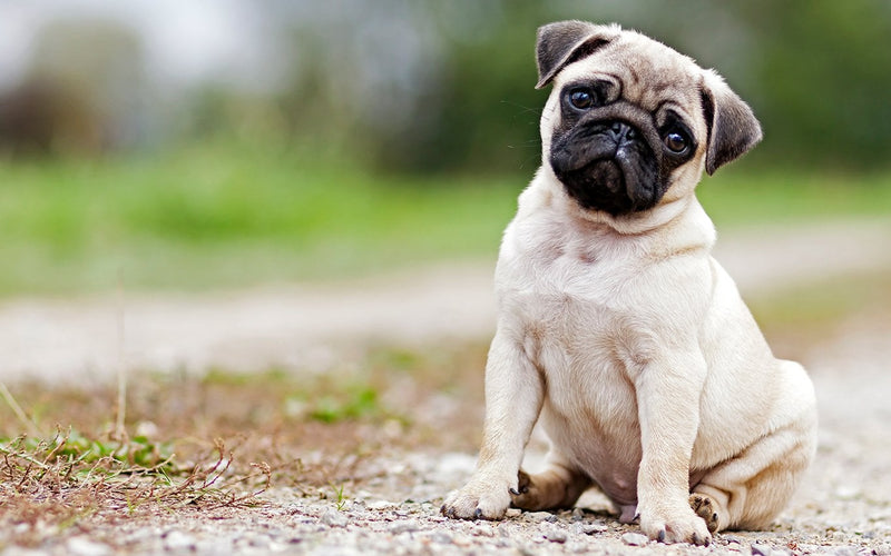 Fawn pug sitting patiently in the middle of a gravel garden path