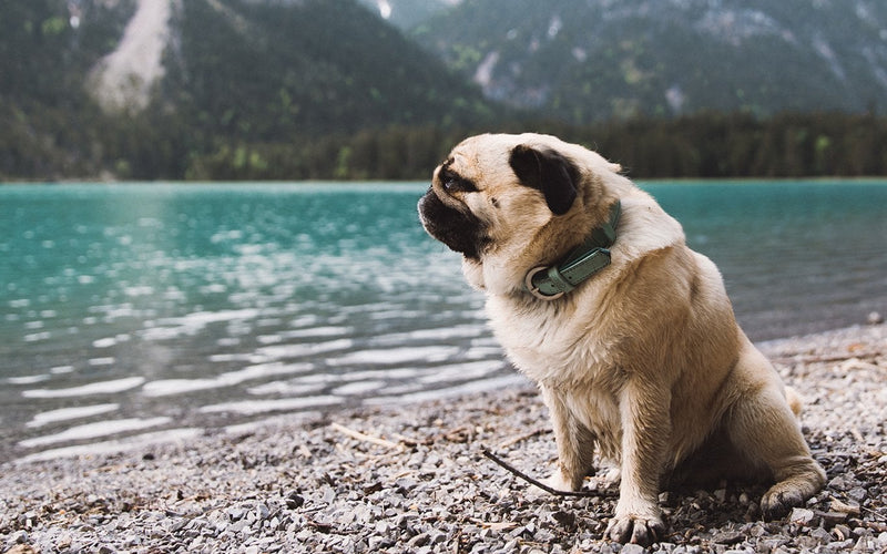 Pug sitting on a pebble shore beside a turquoise mountain lake